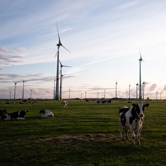Bild: Kühe und Windräder nahe der Nordsee (Niedersachsen)