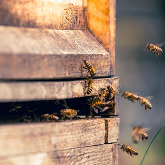 Bild: Bienen an einem Bienenstock (auch Bienenbeute genannt), Honigbienen