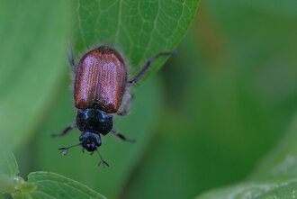 Bild: Käfer: Gartenlaubkäfer (ca. 9 mm lang)