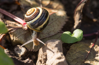 Bild: Gartenbänderschnecke