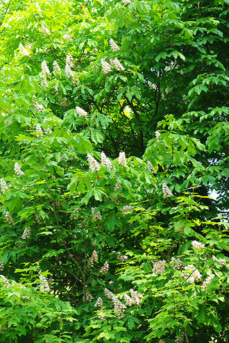 Bild: Baum: Kastanie (eigentlich Edelkastanie, lat. Castanea sativa): Blüten