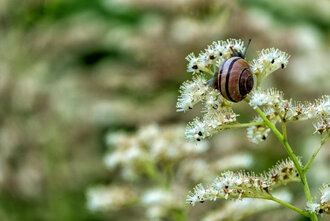 Bild: Schnecke