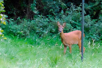 Bild: Reh im Garten am Waldrand