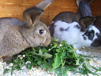 Bild: Junge Kaninchen