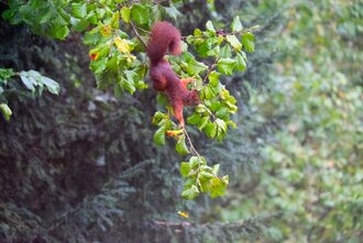 Bild: Eichhörnchen in einem Haselnuss-Strauch