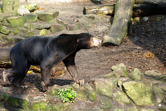 Bild: Malaienbär, auch Sonnenbär genannt (Allwetterzoo Münster)