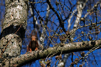 Bild: Eichhörnchen