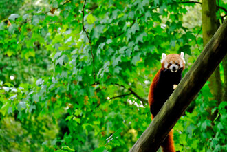Bild: Kleiner Panda (Dortmunder Zoo)