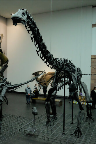 Bild: Dinosaurier: Diplodocus (Senckenberg Forschungsinstitut und Naturmuseum Frankfurt)
