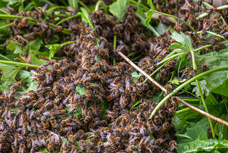 Bild: Bienen vor einem Bienenstock