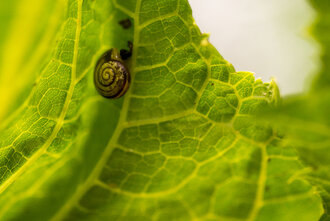 Bild: Schnecke