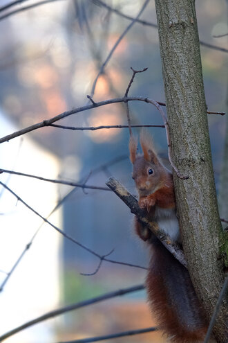 Bild: Eichhörnchen