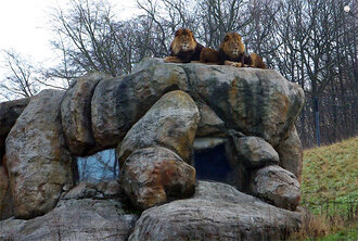 Bild: Löwen (Zoo Wuppertal)