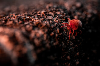 Bild: Rote Samtmilbe (lateinisch Trombidium holosericeum), eine kleine rote Spinne