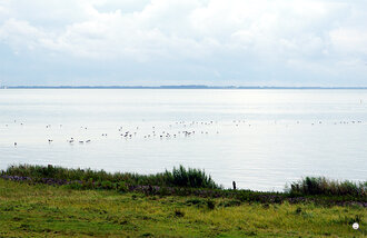 Bild: IJsselmeer (Niederlande): Wasservögel
