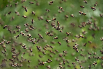 Bild: Viele Bienen fliegen