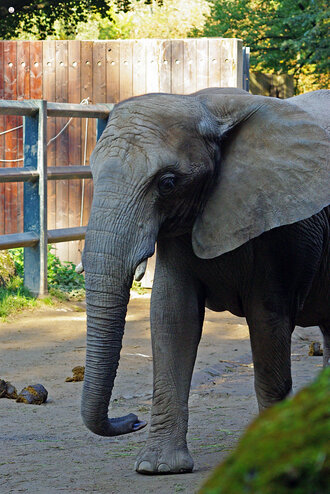 Bild: Afrikanischer Elefant (Zoo Wuppertal)