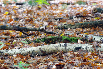 Bild: Birkenstamm im Herbstlaub