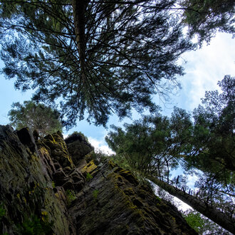 Bild: Felsen im Wald (Schwarzwald)