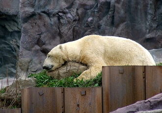 Bild: Eisbär (Zoo Gelsenkirchen)