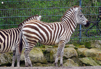 Bild: Zebras (Allwetterzoo Münster)