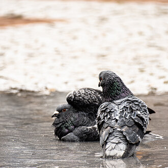 Bild: Zwei Tauben in einer Regenpfütze