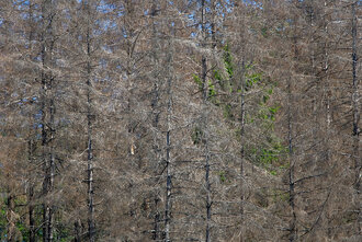 Bild: Tote Fichten (Bäume), Waldsterben