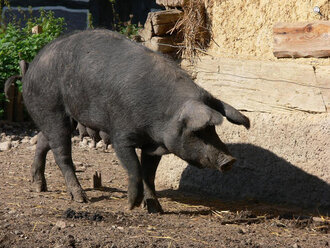 Bild: Dunkles Schwein (Sau)