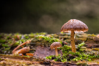Bild: Großer Pilz und kleiner Pilz