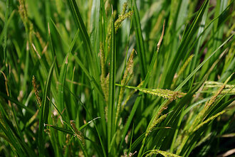 Bild: Gras: Wald-Segge