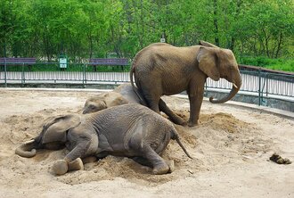 Bild: Elefanten (Zoo Erfurt)