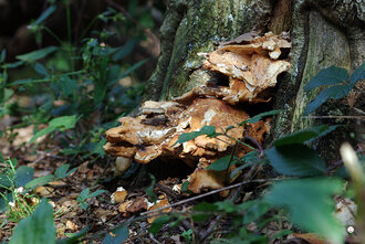 Bild: Pilz am Baum