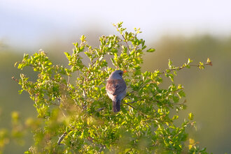 Bild: Singvogel: Drossel (weiblich)