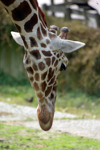 Bild: Giraffe (Allwetterzoo Münster)