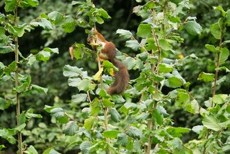 Bild: Eichhörnchen in einem Haselnuss-Strauch