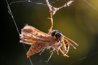 Bild: Wespe frisst eine Motte, die in einem Spinnennetz hängt