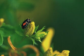 Bild: Kleiner Käfer