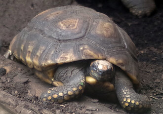 Bild: Waldschildkröte (Zoo Dortmund)