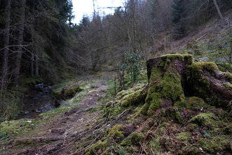 Bild: Baumstumpf, Wanderweg und Bach im Süden Hagens