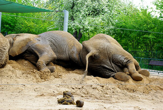 Bild: Schlafende Elefanten (Zoo Erfurt)