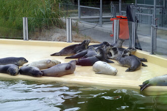 Bild: Seehunde (Seehundstation Nationalpark-Haus, Norden/Norddeich)