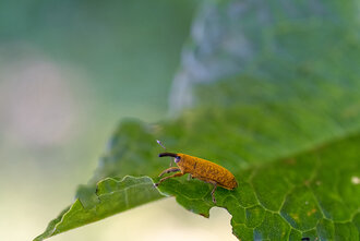 Bild: Käfer / Rüsselkäfer: Wasserampfer-Stängelrüssler (Lixus bardanae), ca. 1 Zentimeter lang