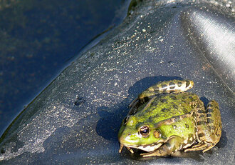 Bild: Frosch ("Echte Kröte", lat. Bufo)