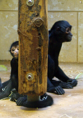 Bild: Schwarze Klammeraffen (Zoo Wuppertal)