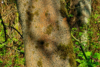 Bild: Esche (auch Gemeine Esche, Gewöhnliche Esche oder Hohe Esche genannt, lat. Fraxinus excelsior): Stamm