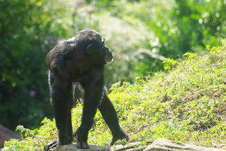 Bild: Schimpanse (Zoo Gelsenkirchen)