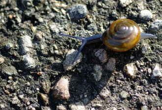 Bild: Schnecke