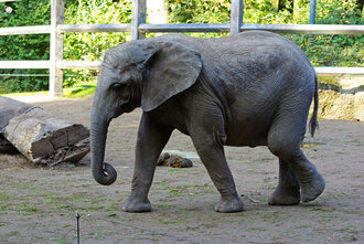 Bild: Afrikanischer Elefant (Zoo Wuppertal)