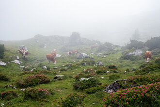 Bild: Kühe im Nebel