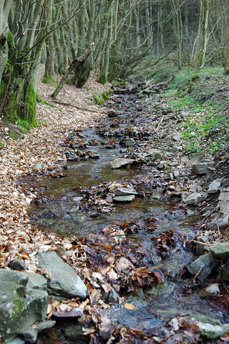 Bild: Bach im Wald